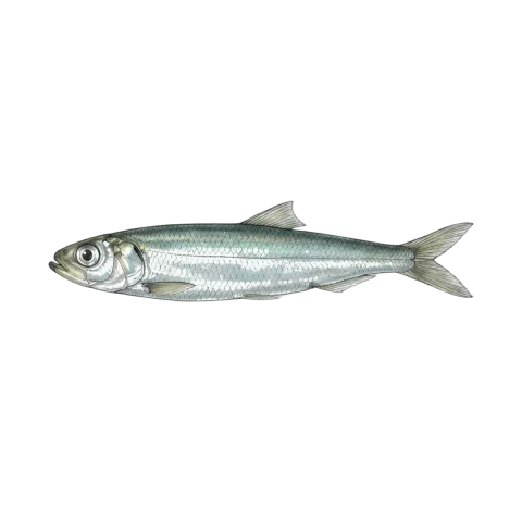 Anchovy