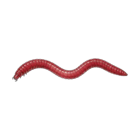 Bloodworm