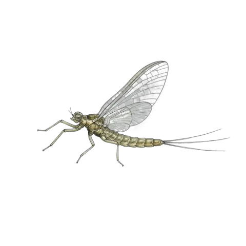 Insects