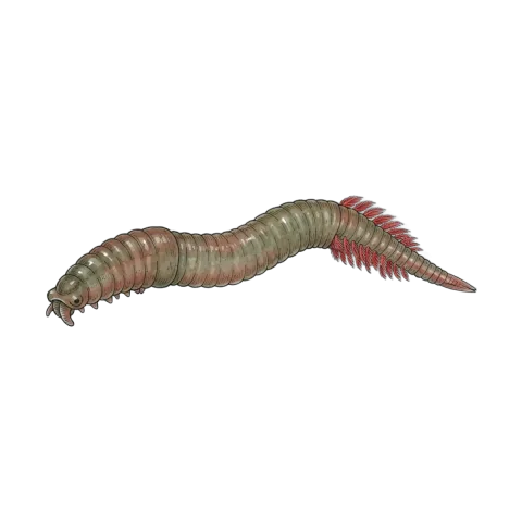 Lugworm