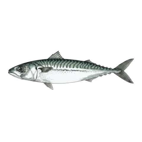 Mackerel