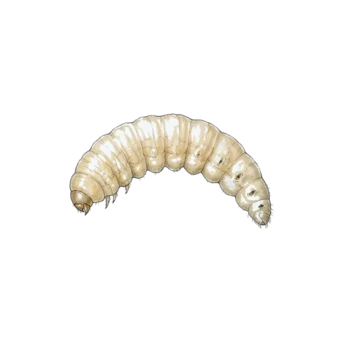 Maggot
