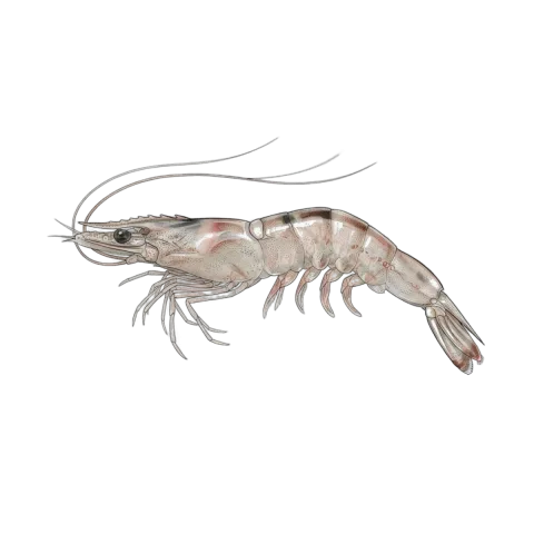 Prawn