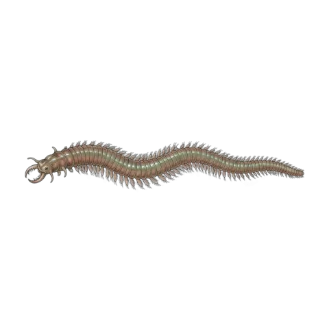 Sandworm