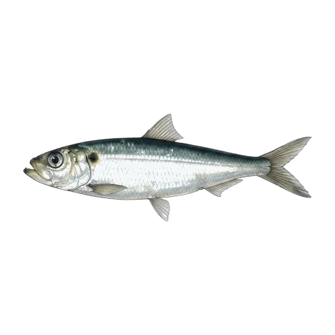 Sardine