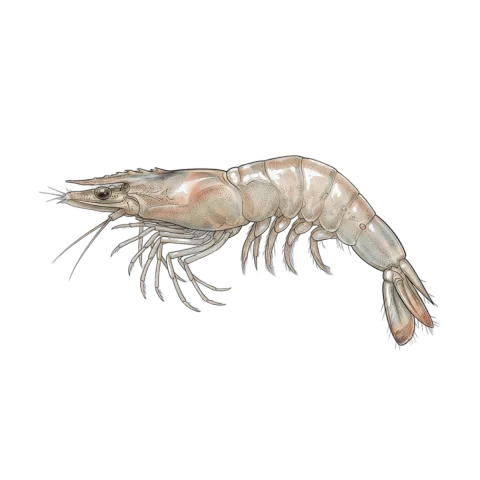 Shrimp