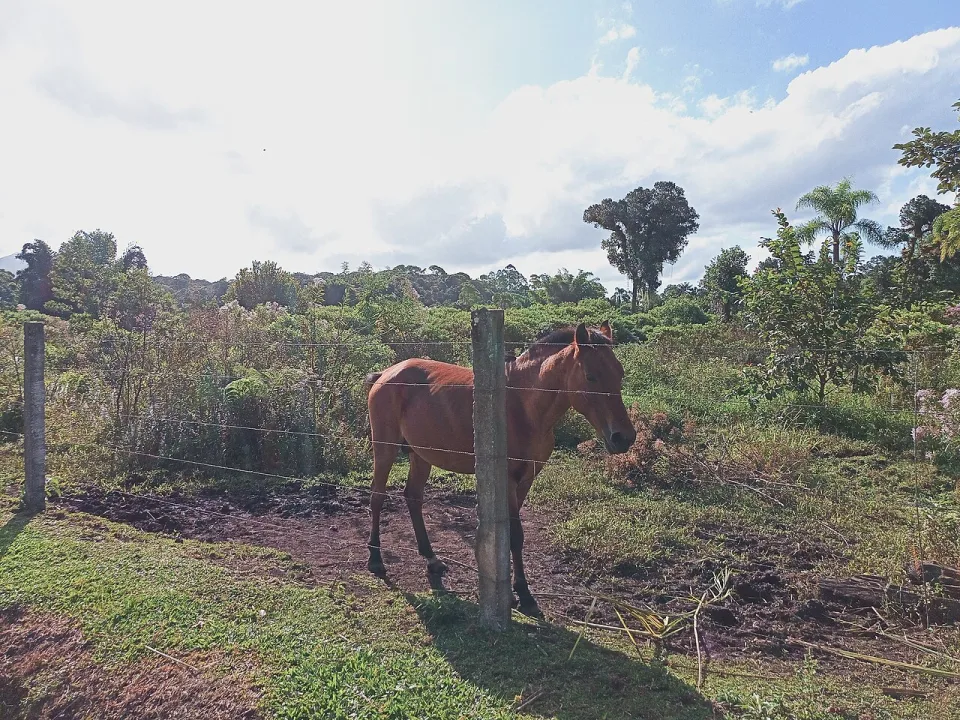 Paranaguá — TropoPiegas / Wikimedia Commons / CC BY-SA 4.0