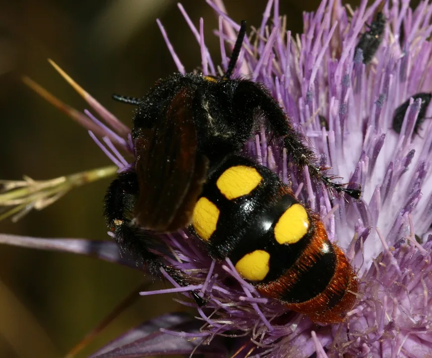 Dimos Polis Chrysochous — S. Rae from Scotland, UK / Wikimedia Commons / CC BY 2.0