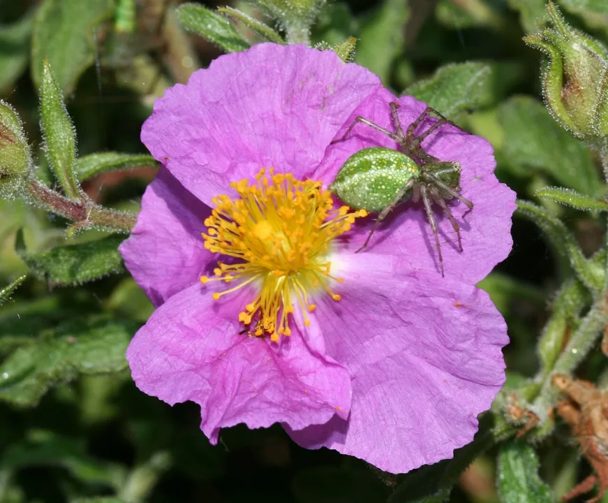 Dimos Polis Chrysochous — S. Rae from Scotland, UK / Wikimedia Commons / CC BY 2.0
