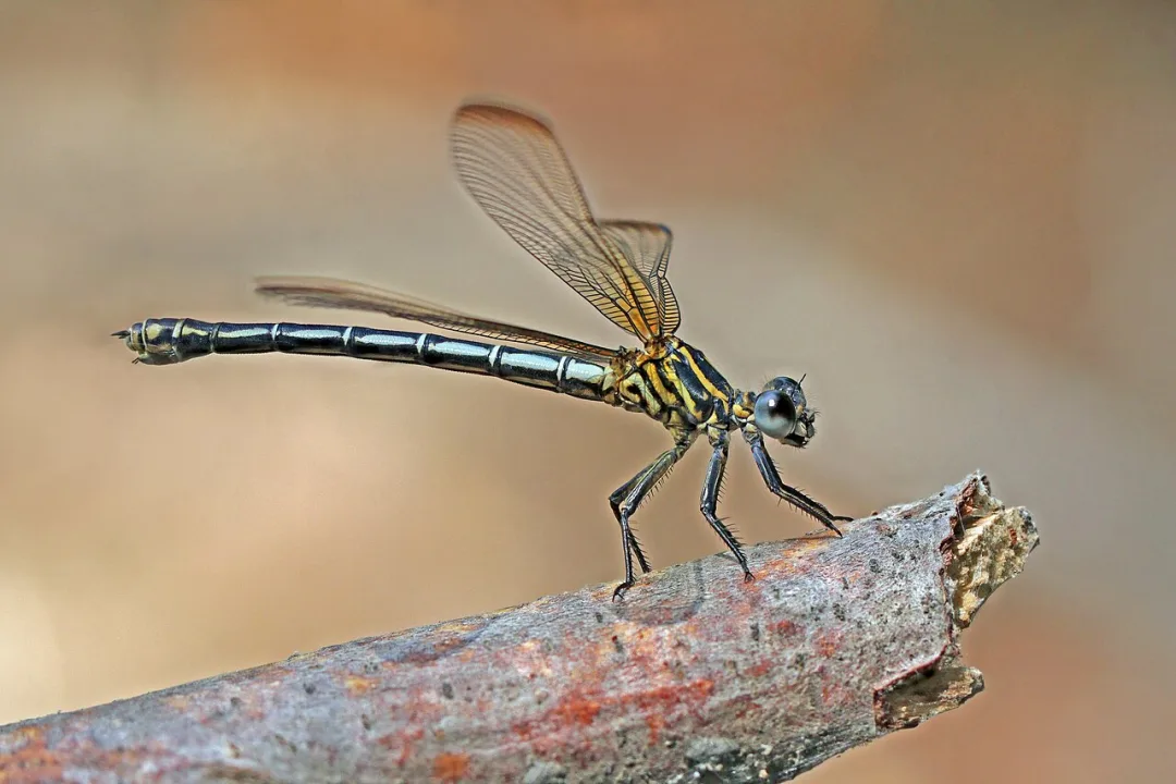 Symplegma Koinotiton Diarizou kai Xeropotamou — Charles J. Sharp / Wikimedia Commons / CC BY-SA 4.0