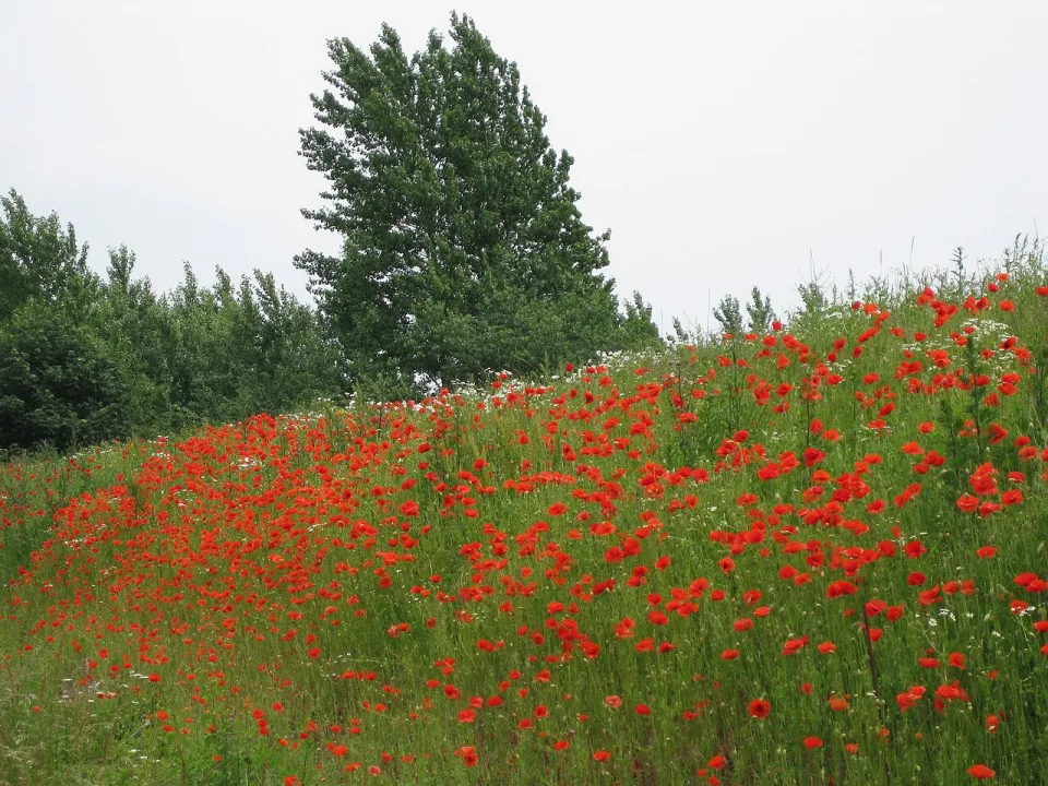 Assens — Hanne Godskesen / Wikimedia Commons / CC BY-SA 3.0