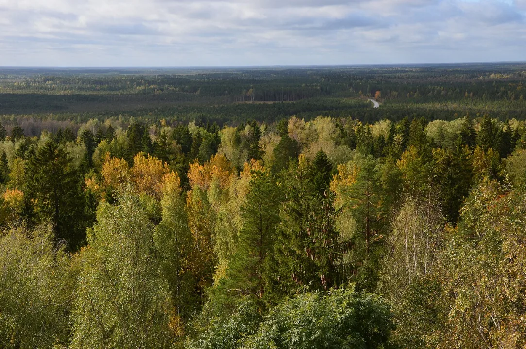 Alutaguse — Ivo Kruusamägi / Wikimedia Commons / CC BY-SA 4.0