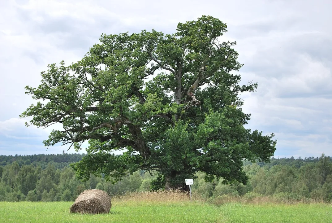 Viljandi vald — Mustronk / Wikimedia Commons / CC BY-SA 3.0