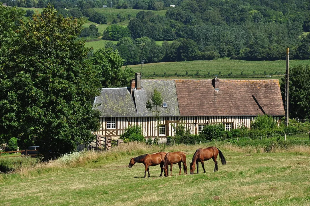 Calvados — Vincent van Zeijst / Wikimedia Commons / CC BY-SA 3.0