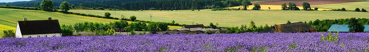Cotswold — Katherine Davis / Wikimedia Commons / CC BY-SA 2.0