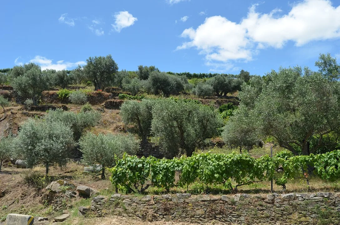 Alijó — Pedro from Maia (Porto), Portugal / Wikimedia Commons / CC BY 2.0