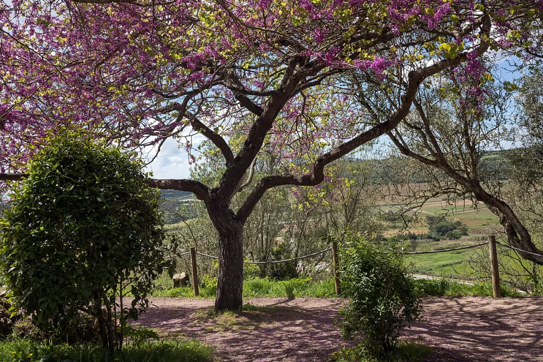 Óbidos — Alexkom000 / Wikimedia Commons / CC BY 4.0