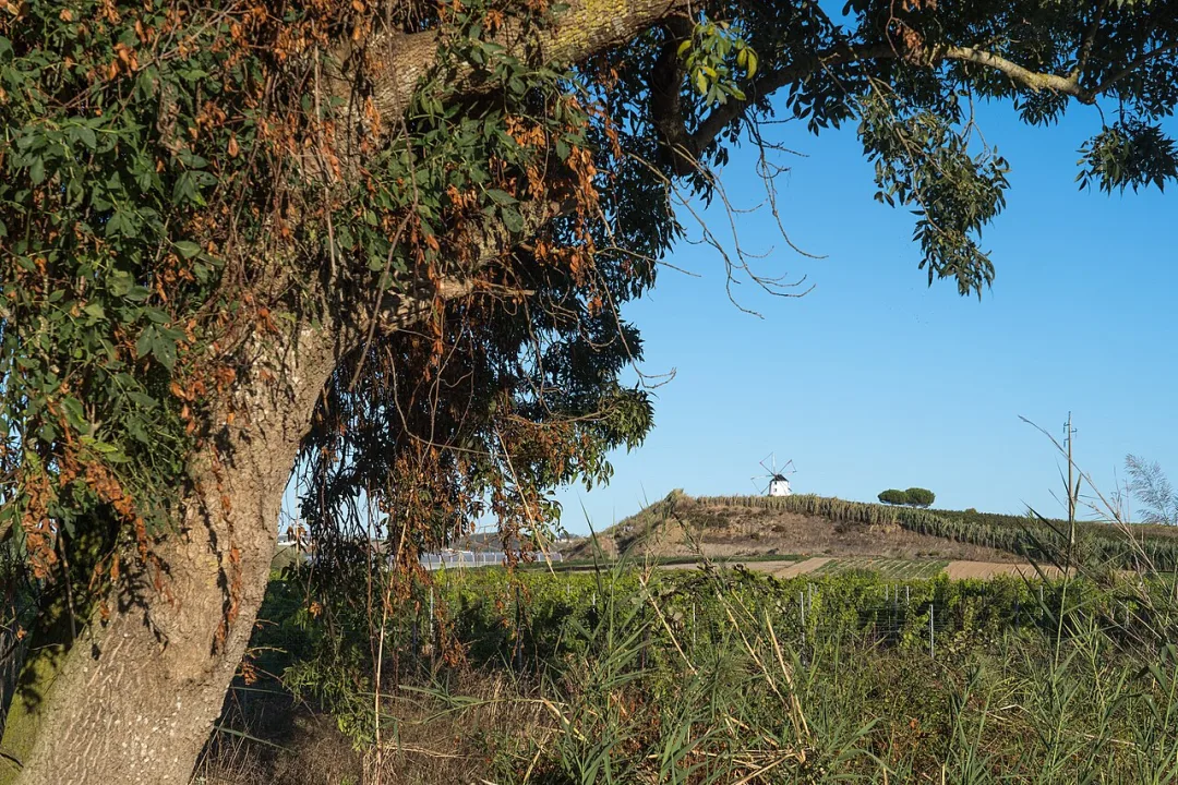 Torres Vedras — Alexkom000 / Wikimedia Commons / CC BY 4.0
