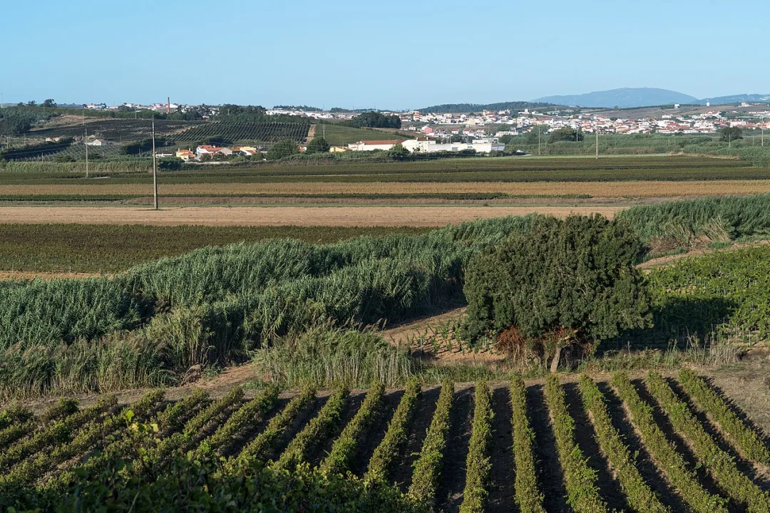 Torres Vedras — Alexkom000 / Wikimedia Commons / CC BY 4.0