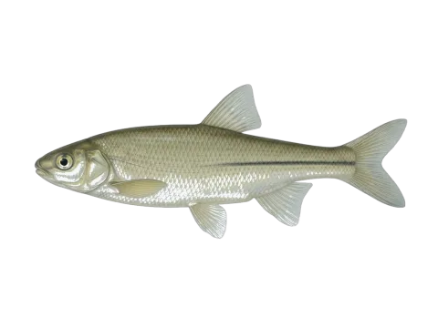 Achondrostoma asturicense (Achondrostoma asturicense)