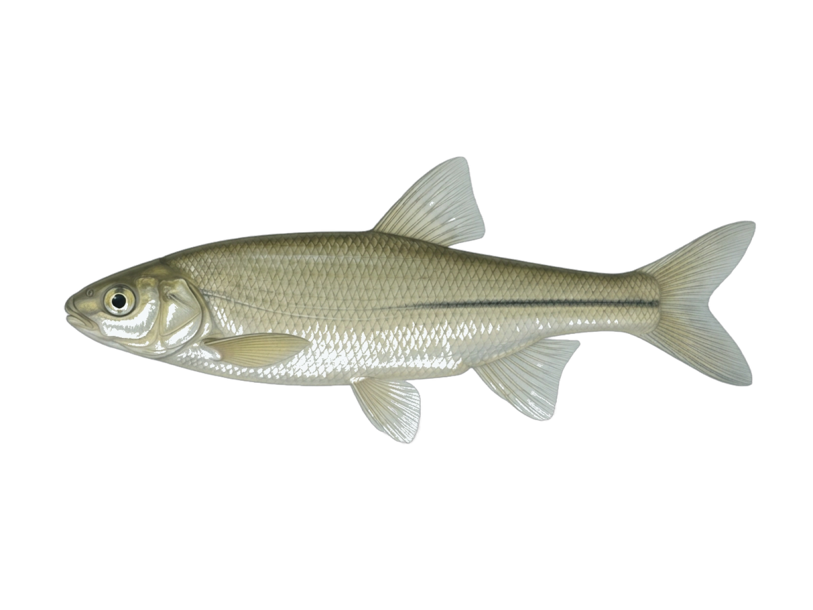 Achondrostoma asturicense