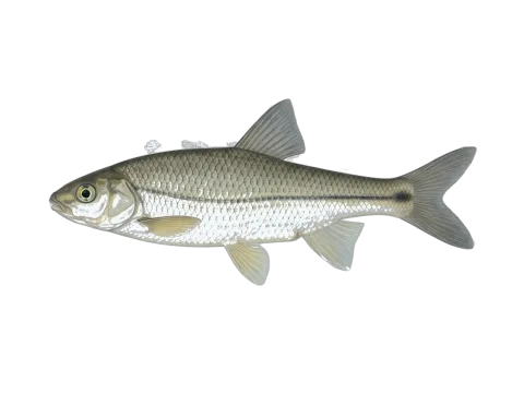 Ruivaco (Achondrostoma oligolepis)