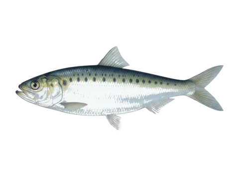 Agone (Alosa agone)