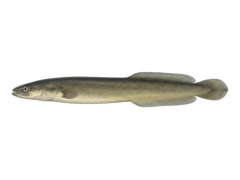 American eel (Anguilla rostrata)