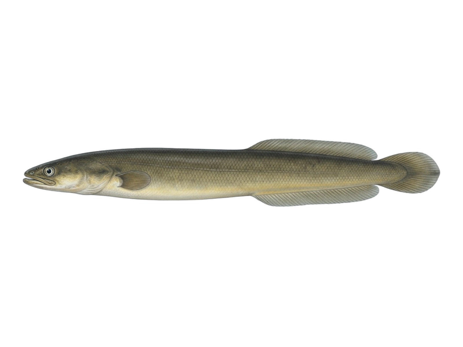 American eel