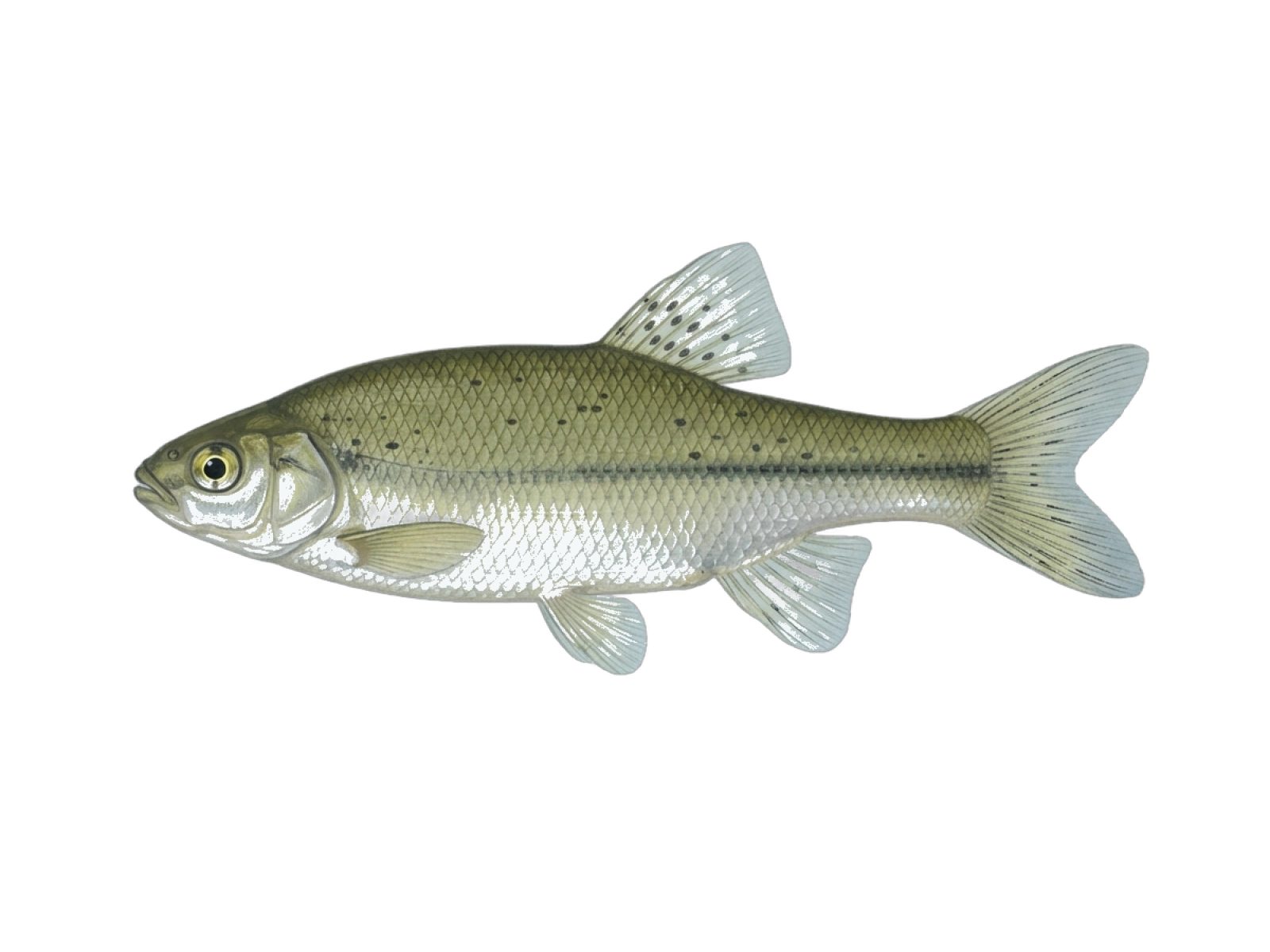Spanish minnowcarp