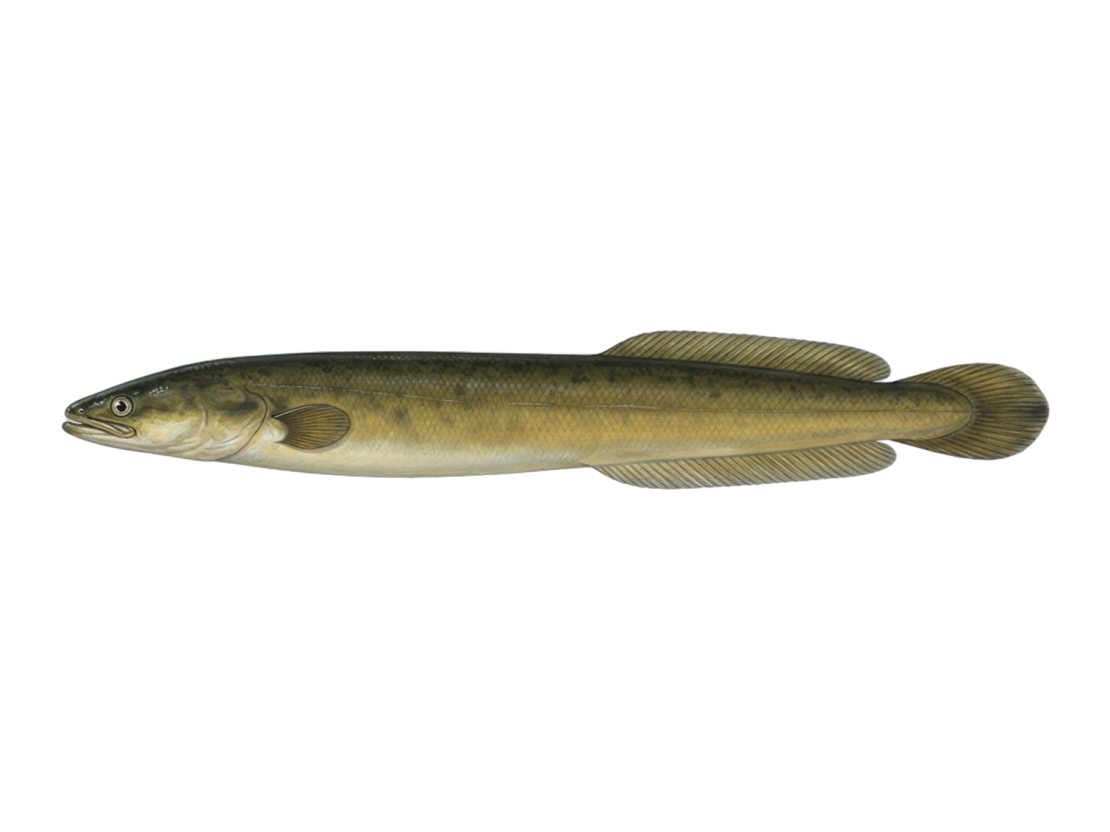 European eel
