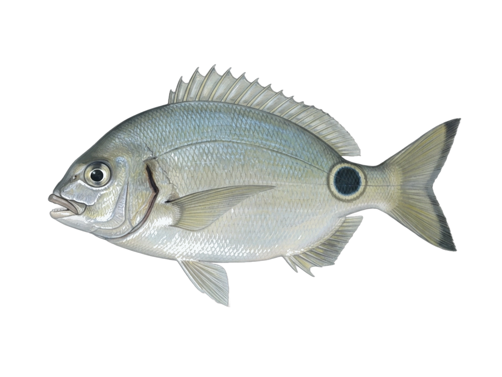 Annular seabream