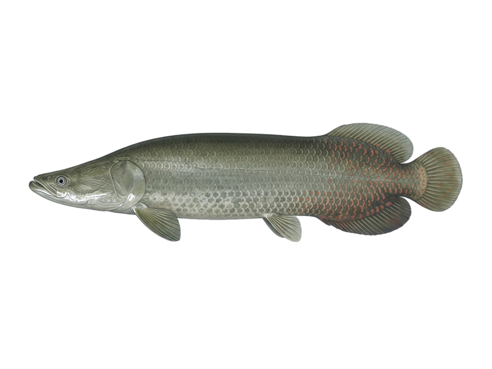 Arapaima