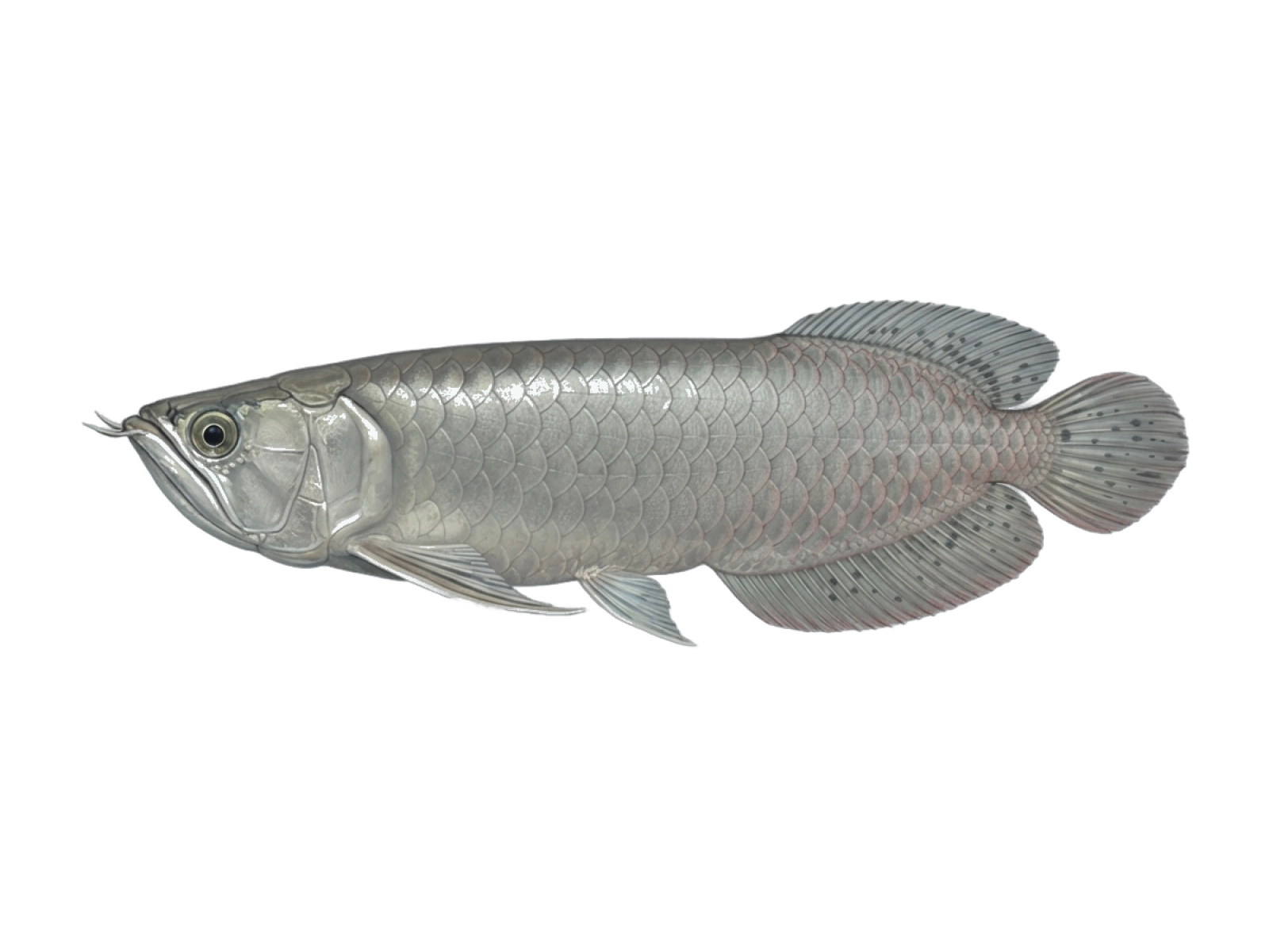 Arawana