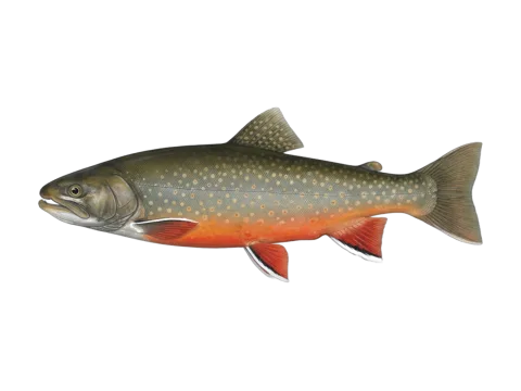 Arctic char (Salvelinus alpinus)