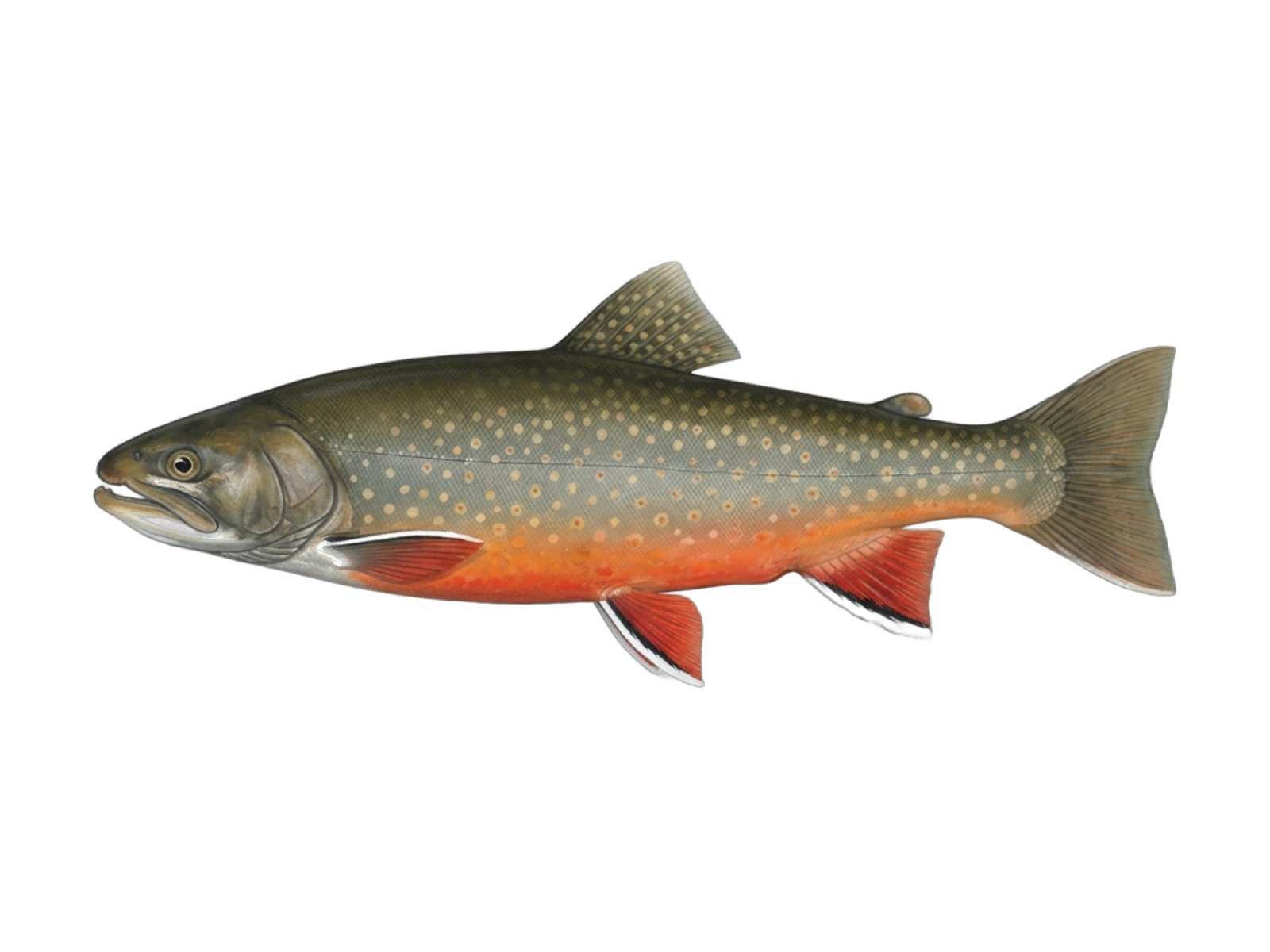 Arctic char