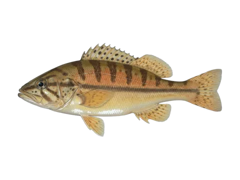 Argentinian sandperch (Pseudopercis semifasciata)