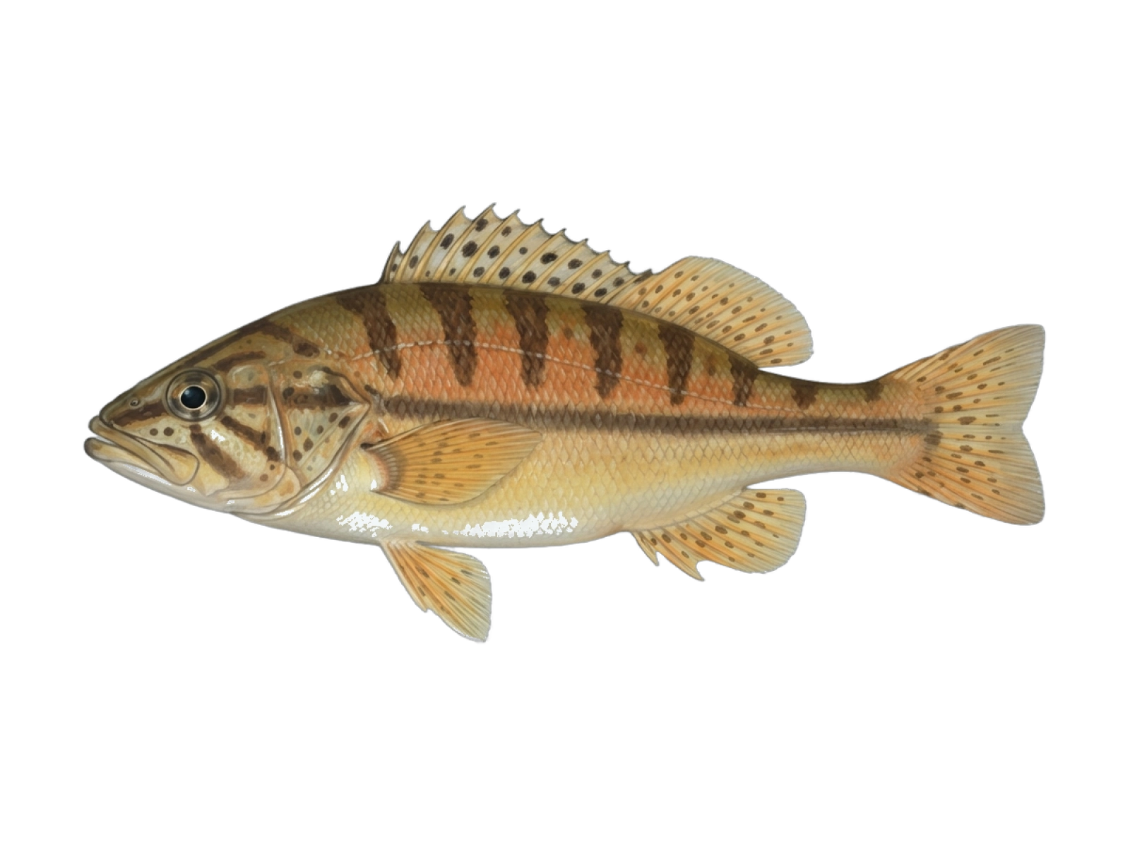 Argentinian sandperch