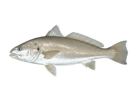 Meagre (Argyrosomus regius)
