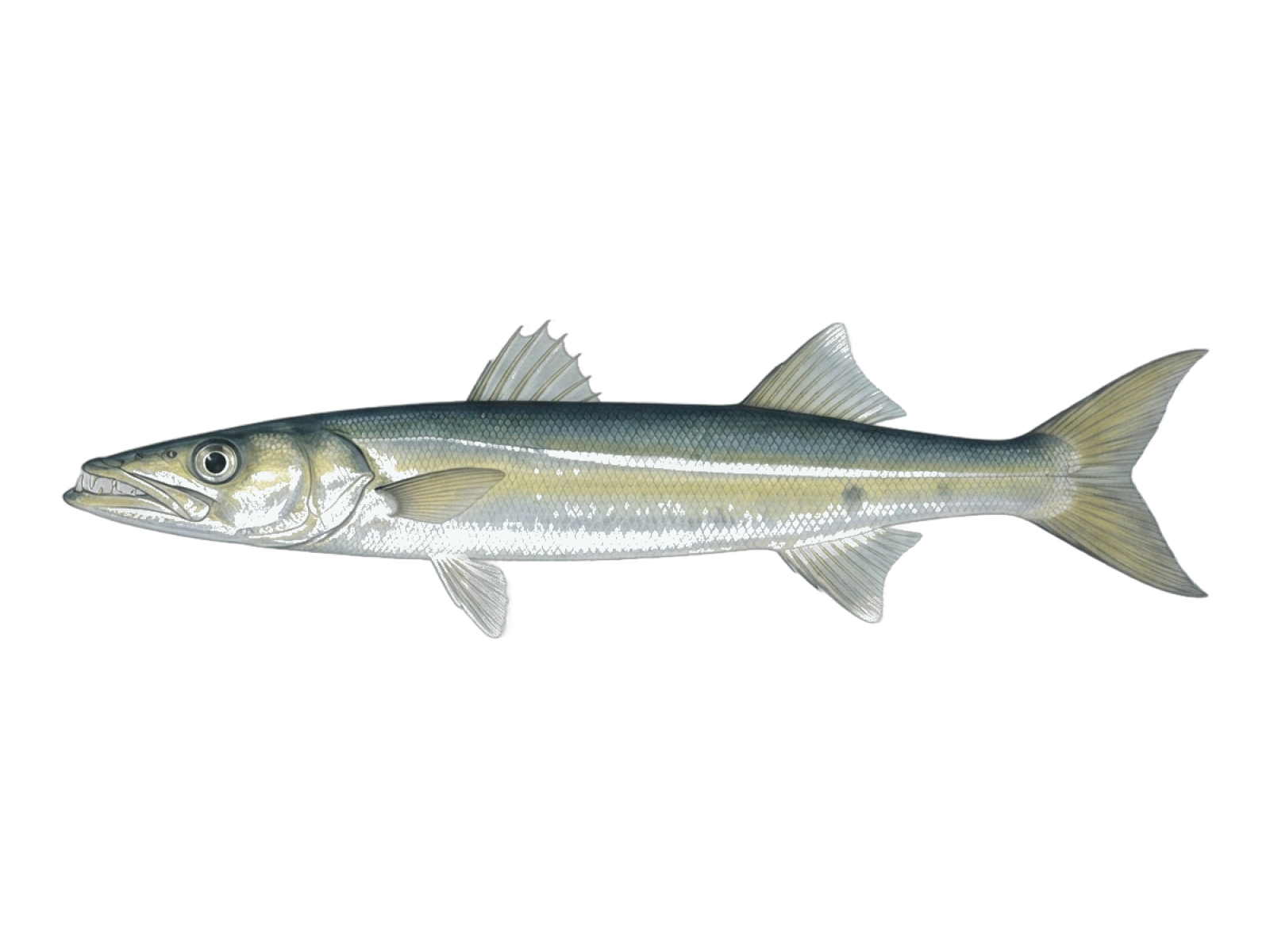 Arrow barracuda