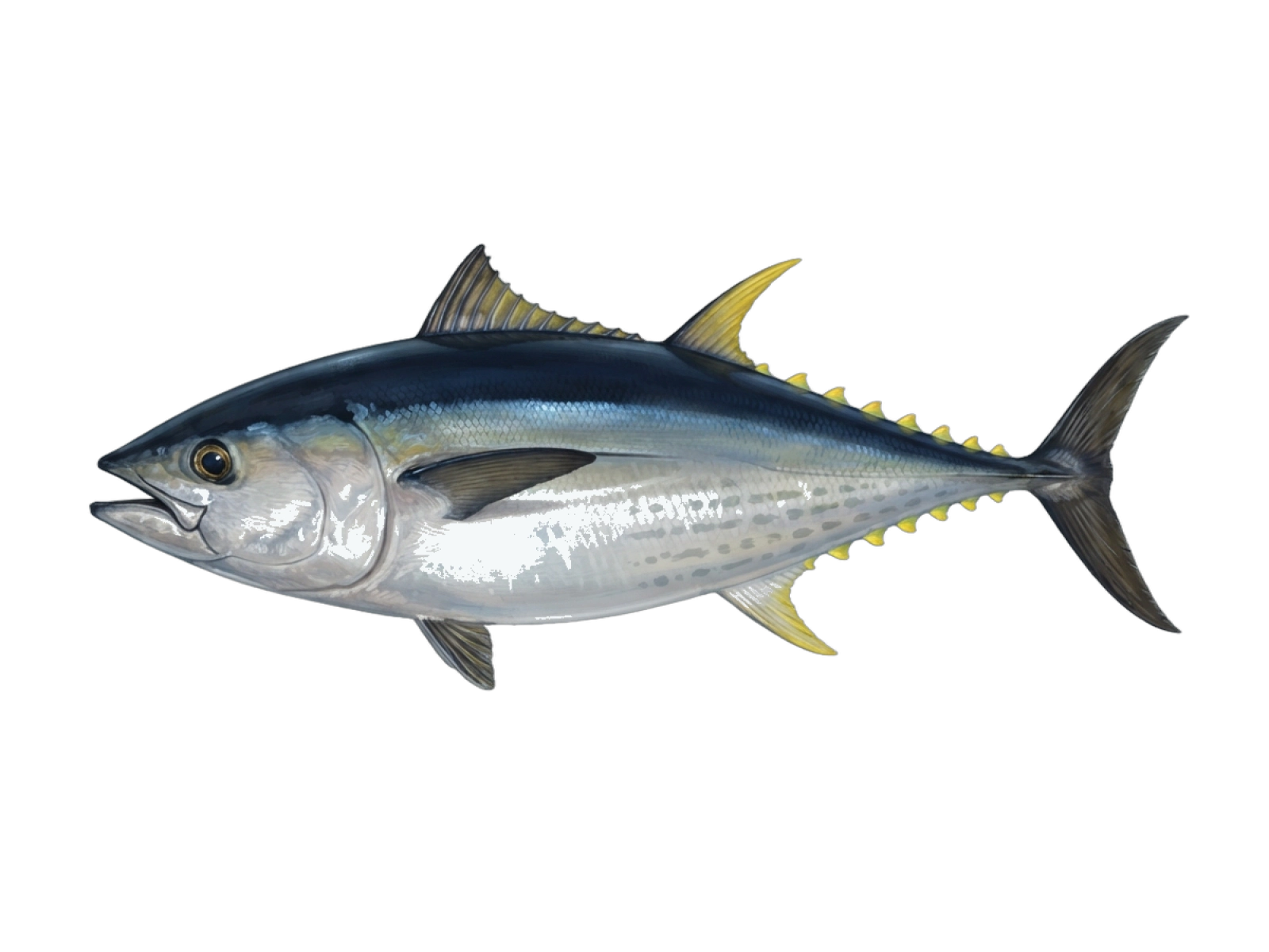 Atlantic bluefin tuna