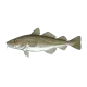 Atlantic cod