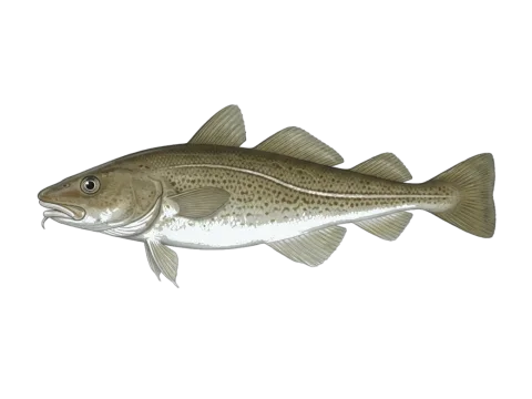 Atlantic cod (Gadus morhua)