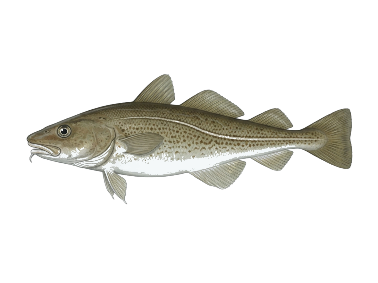 Atlantic cod