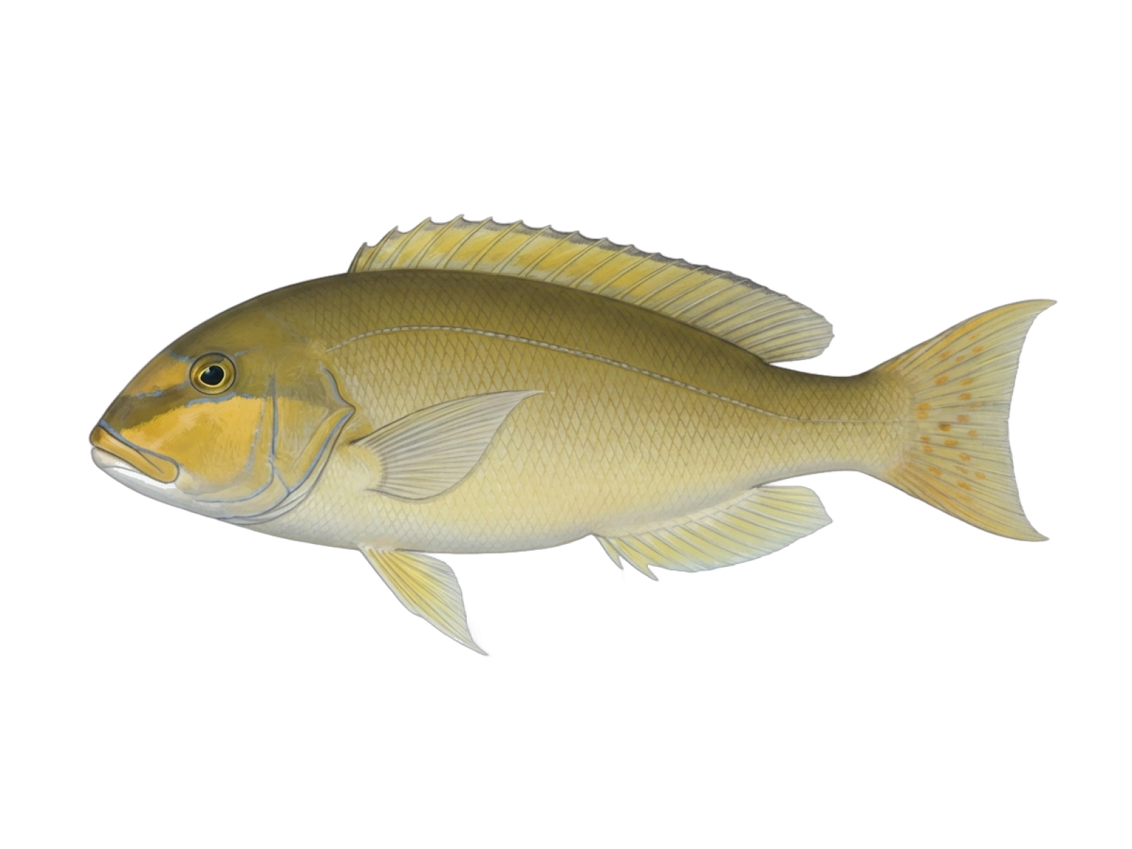Atlantic goldeneye tilefish