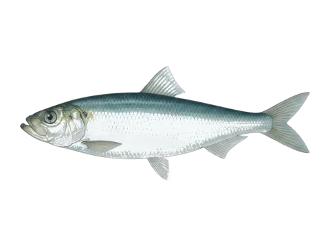 Atlantic herring (Clupea harengus)