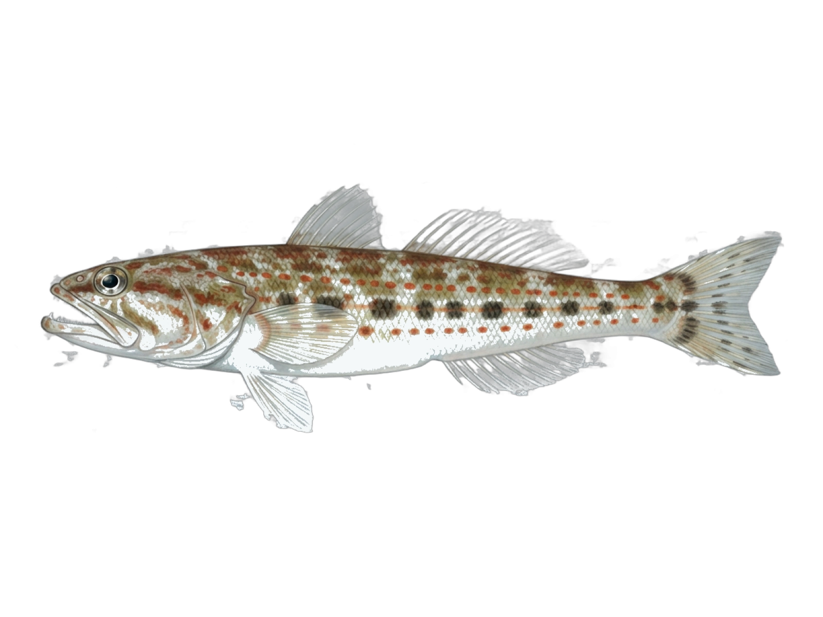 Atlantic lizardfish