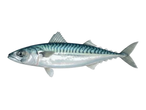 Atlantic mackerel (Scomber scombrus)