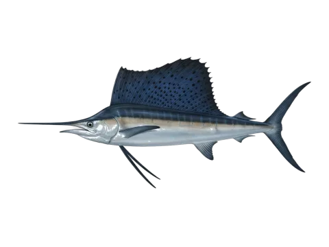Atlantic sailfish (Istiophorus albicans)