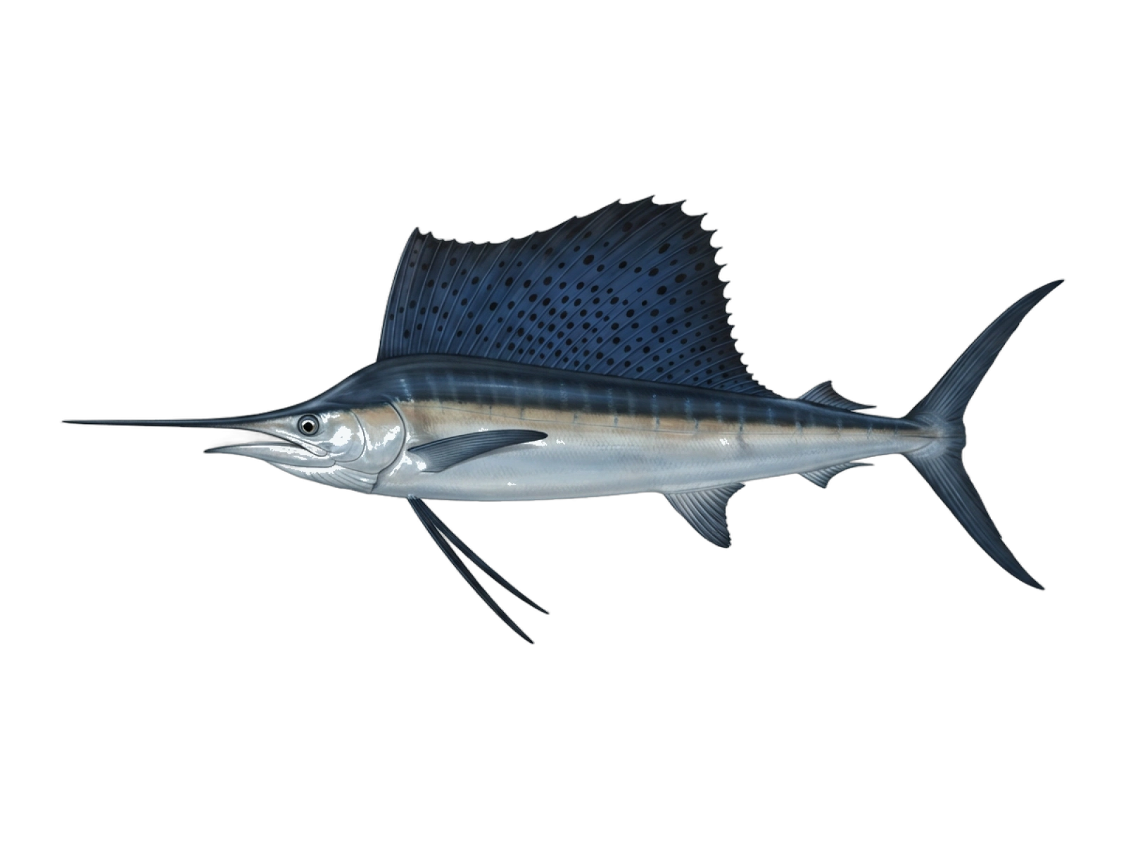 Atlantic sailfish